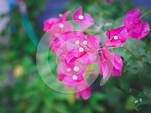 Soft focus Pink bougainvillea flowers blur green leaves background