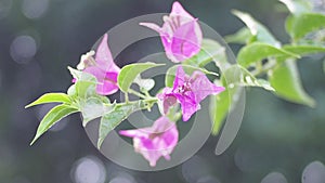 Soft focus pink bougainvillea flowers is raining backdrop and blur green leaves background