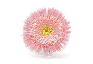 Soft focus pink gerbera flower on white horizontal copy space background