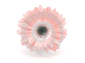 Soft focus pink gerbera flower on white horizontal copy space background