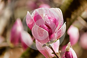 Soft focus of a pink magnolia bud on a tree with blurry background