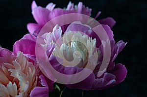 soft focus of pink peony with dew drops on black background