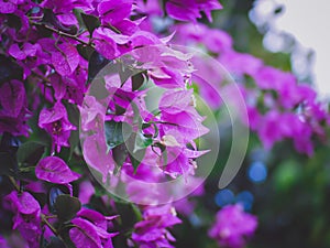Soft focus Pink purple bougainvillea flowers after raining blur green leaves background