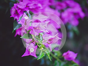 Soft focus Pink purple bougainvillea flowers after raining blur green leaves background