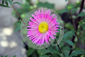 Soft focus of pink pyrethrum flower at a garden