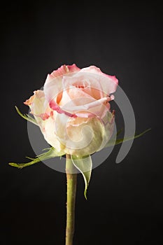 Soft focus pink rose on a black background