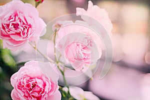 Soft focus pink rose with bokeh