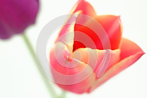 Soft focus of a pink tulip against a blurry background