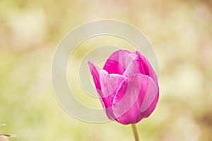 Soft focus of a pink tulip against a blurry garden