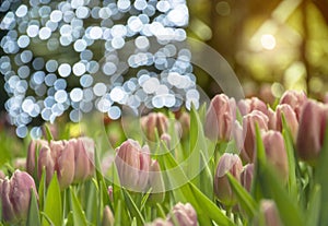 Soft focus of pink tulips with blurred field colorful tulips and bokeh of light in the park