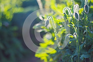 Soft focus Poppy nature green background.