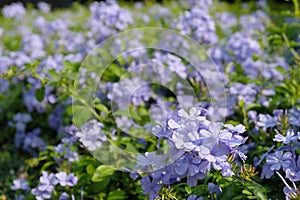 Soft focus, purple flowers in the garden