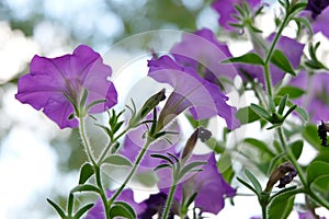 Soft focus, purple flowers in the garden