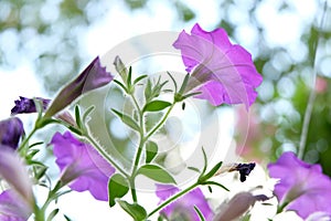 Soft focus, purple flowers in the garden