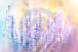 Soft focus on purple flowers