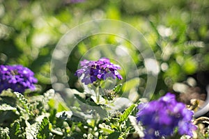 soft focus purple flowers outdoor with green leaf bokeh background