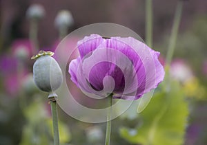 Soft focus of purple opium poppy with blurred background. Papaver somniferum