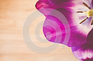 Soft focus of a purple tulip flower against a wooden surface with space for your text