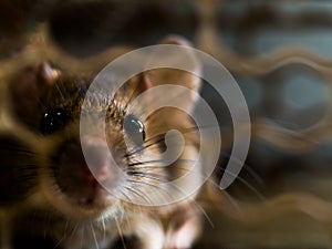 Soft focus of the rat was in a cage catching a rat. the rat has contagion the disease to humans such as Leptospirosis, Plague