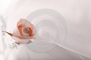 Soft focus red brown rose flower on silk. Horizontal copy space beige light background