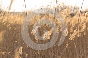 Soft focus of reeds stalks blowing in the wind at golden sunset light. Sun rays shining through dry reed grasses in sunny weather