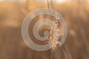 Soft focus of reeds stalks blowing in the wind at golden sunset light. Sun rays shining through dry reed grasses in sunny weather