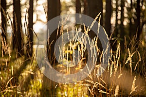 Soft focus of reeds in the woods with a soft sunshine through the trees