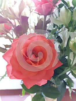 Soft focus Roses and other flowers in a Mother\'s Day Bouquet is a dreamy gift