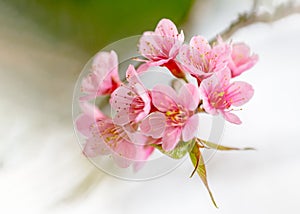 Soft focus Sakura flowers