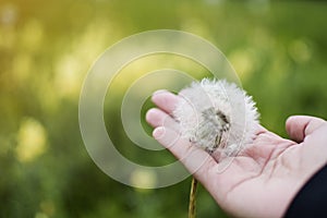 Soft focus of seen dandilion on woman hand