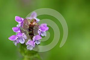 Soft focus of Self heal plant, known as Heal All and its purple