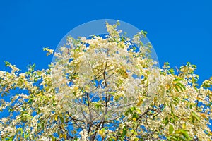 The soft focus of Shorea, White Meranti,Shorea roxburghii,Don,Dipterocarpaceae flower with the blue sky background.