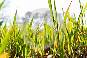 Soft focus of short lush grasses at a field on a sunny day