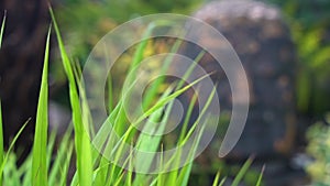 Soft focus shot of grass blowing in the wind in front of Ancient Buddha Head Statue in foliage of Asian Rain Forest