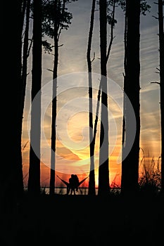 Soft focus silhouette of a couple in love sitting in a hammock hugging in pine forest