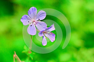 Soft focus. Small purple wild flower on a green blurred grass background. Natural background for the project and design. natural