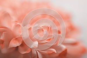 Soft focus smoke beige pink flower on blur copy space nature horizontal background