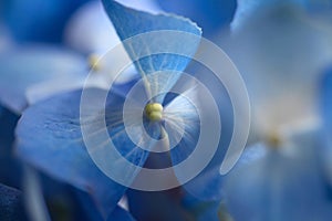 Soft focus smoke blur nature background. Blue hydrangea flower