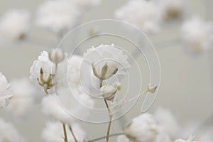 Soft focus smoke gypsophila flower on blur beige copy space nature horizontal background photo
