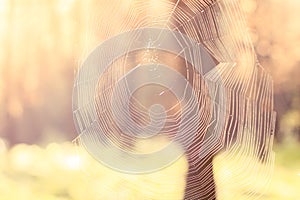 Soft focus spider web nature background scenic view
