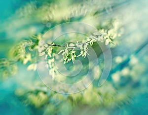 Soft focus on spring leaves lit by strong sun rays