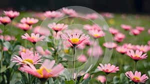 Soft focus spring meadow with pink daisies, abstract floral