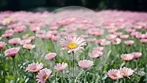 Soft focus spring meadow with pink daisies, abstract floral