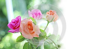 Soft focus spring roses, purple and old rose flowers with green