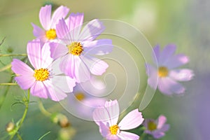 Soft focus spring and summer background. Pink flowers cosmos bloom in morning light. Field of cosmos flower in sunshine
