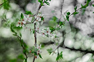 Soft focus spring time bloom white flower on tree branch with blurred nature background