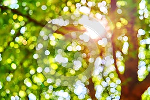 Soft focus sun breaking through green tree leaves