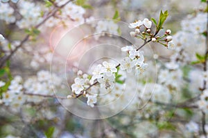 Soft focus, sunlight. cherry blossom in spring. beautiful white flowers on bush branches, buds, young green fresh leaves on a