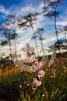 Soft Focus sweet purple flowers and pine tree forest with sunset light on Phu Soi Dao National Park, Thailand