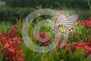 Soft focus-to be diluted dream-a butterfly and flowers